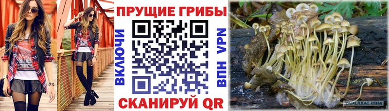 Галлюциногенные грибы мицелий  даркнет сайт  Майкоп 